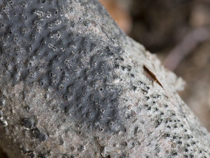 Lopadostoma turgidum